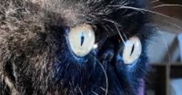 ぺちゃ顔猫の『ヒゲ』が伸びた結果…想像以上に『ファンタジー感満載な光景』に２万いいね「特殊能力がありそうｗ」「存在感がすごい」
