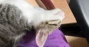 膝の上でお昼寝する『生後3か月の保護子猫』→足先に触れてみると…あまりにも『無防備すぎる寝姿』に2万いいね「見事に力が抜けてる」