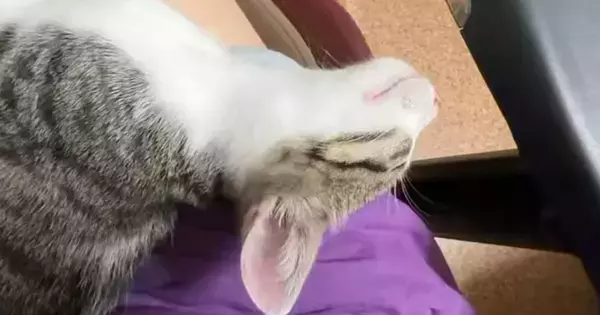 膝の上でお昼寝する『生後3か月の保護子猫』→足先に触れてみると…あまりにも『無防備すぎる寝姿』に2万いいね「見事に力が抜けてる」