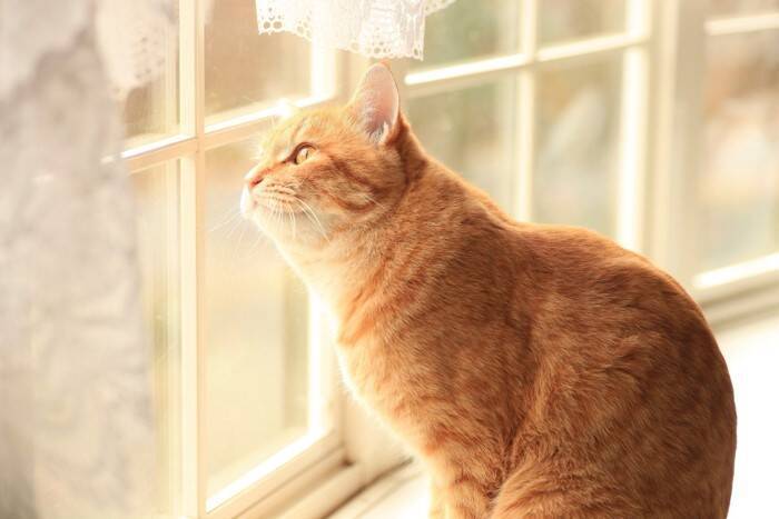 愛猫を亡くした悲しみを和らげる『セルフケア』の方法4つ　ペットロスとの向き合い方や無理をしない過ごし方