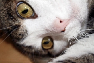 猫の鼻にできる『黒いほくろ・シミ』の原因4つ　危険が潜んでるケースも？見つけたときの対処法も