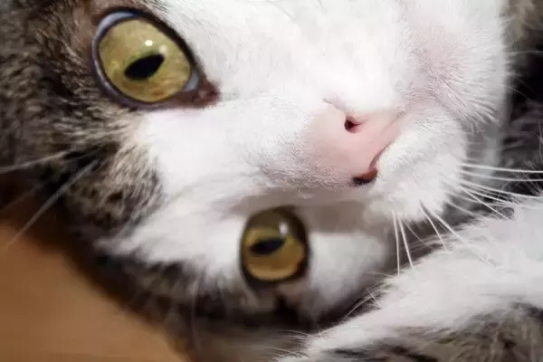猫の鼻にできる『黒いほくろ・シミ』の原因4つ　危険が潜んでるケースも？見つけたときの対処法も