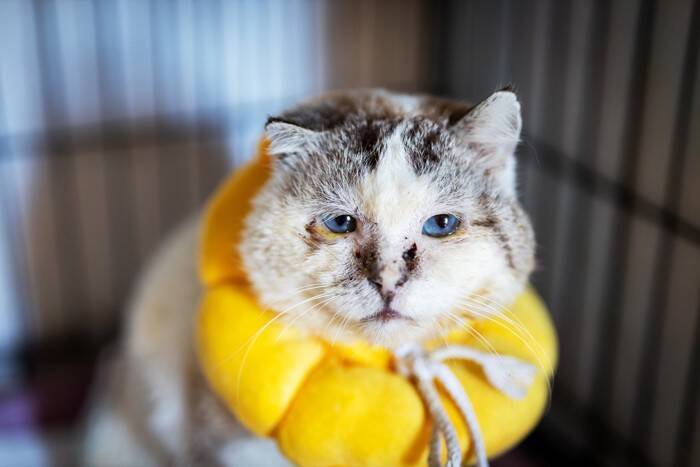 猫の鼻にできる『黒いほくろ・シミ』の原因4つ　危険が潜んでるケースも？見つけたときの対処法も
