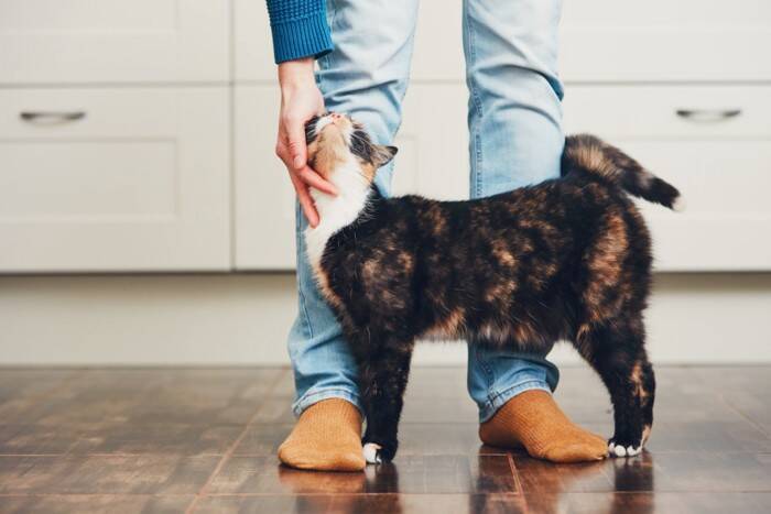猫にとっては迷惑な『余計なお世話』6選　実は嫌がられている？適切な関わり方とは