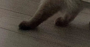 カーテンの裏にいる猫→下から出ている『足』を見たら…あまりにも音符すぎる『驚きの光景』に13万いいね「好きｗ」「ジュピター音型」