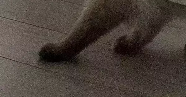 カーテンの裏にいる猫→下から出ている『足』を見たら…あまりにも音符すぎる『驚きの光景』に13万いいね「好きｗ」「ジュピター音型」
