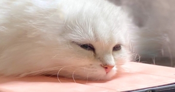 くつろいでいた白猫→全身を見てみたら…まさかの『フォルム』が可愛すぎると６万いいねの大反響「ツチネコ？ｗ」「猫ではなさそうｗ」