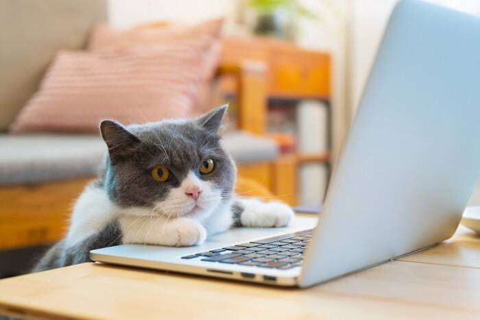 猫に関わりながら働ける『お仕事』3選　業務内容や必要なスキルもご紹介