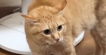 『にょ～にょ～にょ～』と低い声で威嚇していた茶トラ猫→視線の先には…173万再生された爆笑の瞬間に「めっちゃ喋ってるｗ」「かわいすぎｗ」