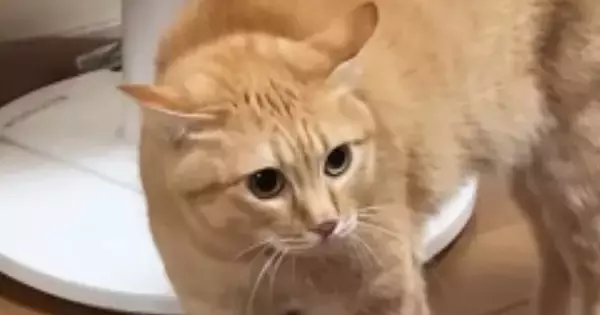 『にょ～にょ～にょ～』と低い声で威嚇していた茶トラ猫→視線の先には…173万再生された爆笑の瞬間に「めっちゃ喋ってるｗ」「かわいすぎｗ」