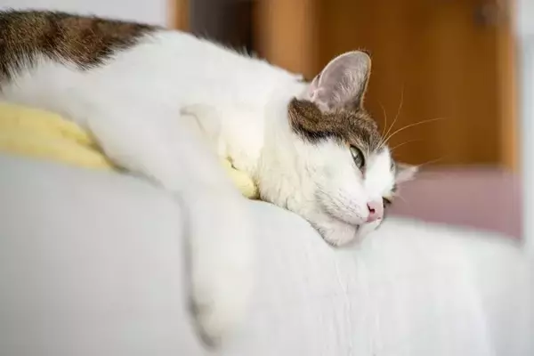 猫が『眠たい』と感じているときのサイン6つ　飼い主が心がけるべき配慮や接し方まで