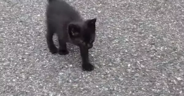 一生懸命あとをついて来た『ひとりぼっちの小さな黒猫』→家族になってから３か月…見違える変化に感動の声「出会えてよかった」「幸せだね」