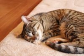 猫が患いやすい『腎臓病』の知識4つ　見逃せない症状や予防法まで解説