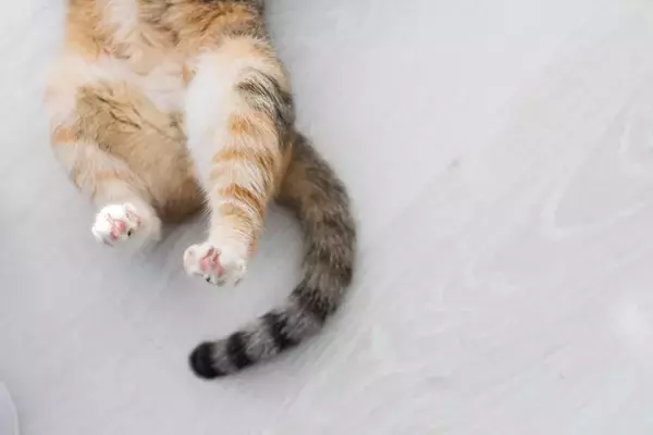 猫の『しっぽ』に起こる病気やケガ4選　見逃せないサインや予防法も解説