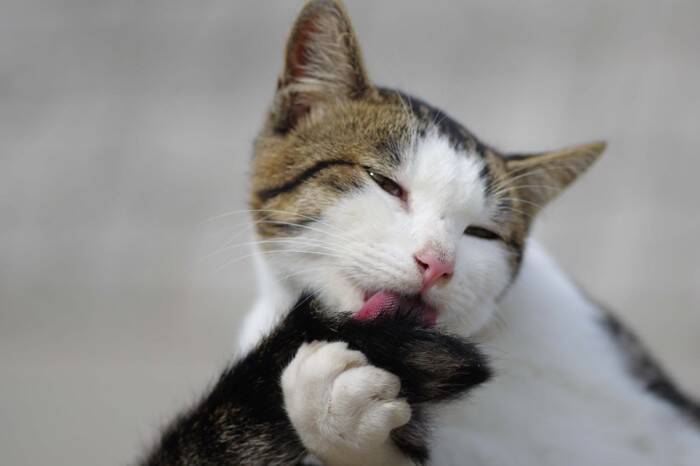 猫の『しっぽ』に起こる病気やケガ4選　見逃せないサインや予防法も解説