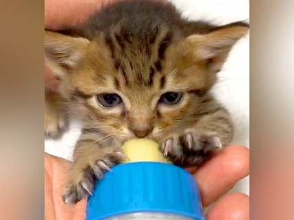 ひとりぼっちの赤ちゃんネコ→２匹の先住猫がいる家に迎えた結果…こころあたたまる『日常の光景』に反響「天使がおる」「なんとも可愛い」