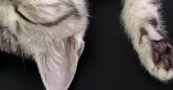 家にきてまだ『３日目』なのに→机の上を見ると、子猫が…涙が出るほど可愛い『まさかの光景』に３万いいね「ずっといました感ｗ」「大物だわ」