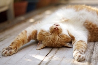 猫の『寝相』から飼い主への信頼度が読み取れる？6つの姿別の心理から安心させるコツまで