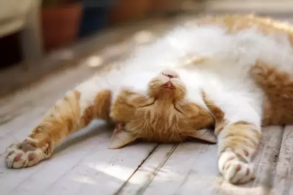 猫の『寝相』から飼い主への信頼度が読み取れる？6つの姿別の心理から安心させるコツまで