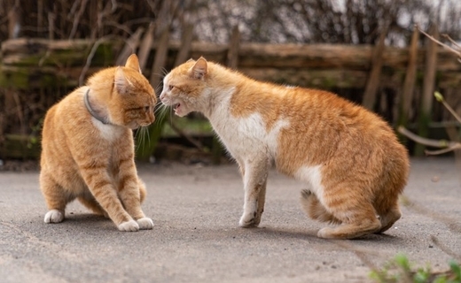 猫が『降参している』ときにするサイン3つ　勝ち負けが決まる要因や暗黙のルールも解説