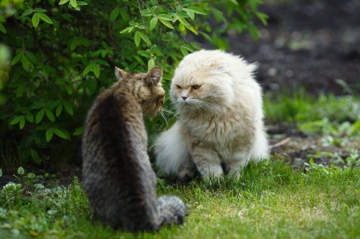 猫が『降参している』ときにするサイン3つ　勝ち負けが決まる要因や暗黙のルールも解説