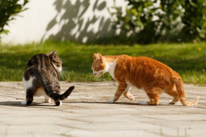 猫が『降参している』ときにするサイン3つ　勝ち負けが決まる要因や暗黙のルールも解説
