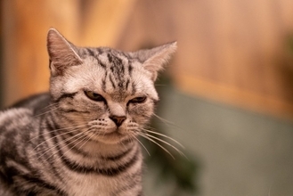 猫に『ストレス』を与えている主な5つの原因　心身への悪影響や負担を減らすためのポイント