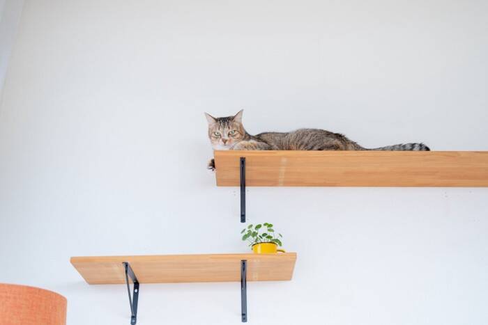 猫に『ストレス』を与えている主な5つの原因　心身への悪影響や負担を減らすためのポイント