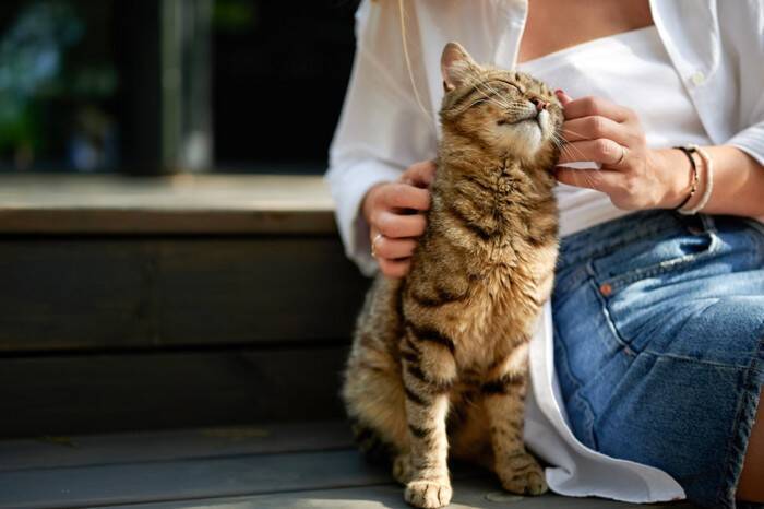 猫に『ストレス』を与えている主な5つの原因　心身への悪影響や負担を減らすためのポイント