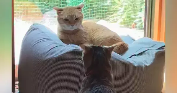猫を連れて帰省→実家の猫とのやり取りを見ていると…他人の家とは思えない『まさかの光景』が221万再生「図々しいｗ」「フェードアウトｗ」