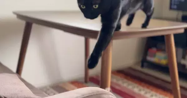 テーブルの上にいた黒猫、ソファに移動しようとした結果…予想外の『笑ってしまう展開』に2万いいね「わざとやし！」「どんくさキャット」