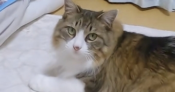 飼い主と一緒に寝たい猫→遅い時間になっても待ち続けて…『健気な様子』が可愛いと反響「疲れていても癒されるね」「大事な時間なんだ」