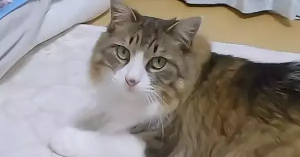 飼い主と一緒に寝たい猫→遅い時間になっても待ち続けて…『健気な様子』が可愛いと反響「疲れていても癒されるね」「大事な時間なんだ」