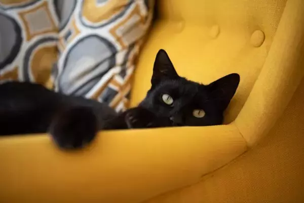 猫が『リラックス』できているサイン6つ　安心して過ごしてもらうための秘訣まで