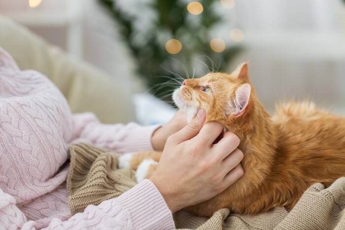 猫が『リラックス』できているサイン6つ　安心して過ごしてもらうための秘訣まで