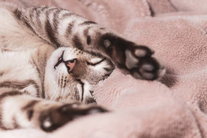 猫が『リラックス』できているサイン6つ　安心して過ごしてもらうための秘訣まで