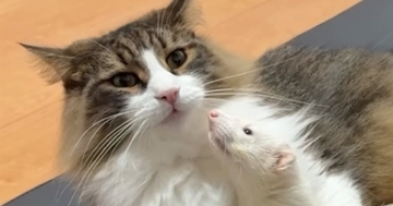 一緒に暮らす猫のことが大好きなフェレット→『猛アピール』をしたら…『可愛すぎるやり取り』が22万再生「ほのぼの〜」「愛が重いｗｗ」