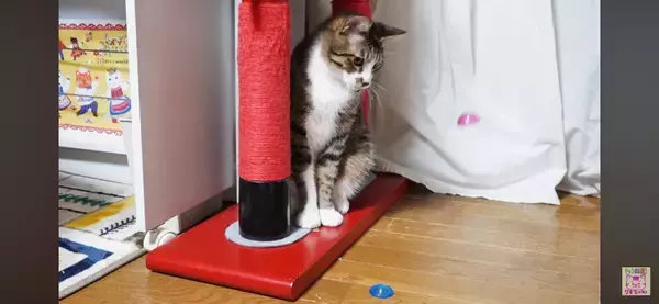 パチンと飛ぶおもちゃが飛んできた！びっくりする猫さんと動じない猫さん