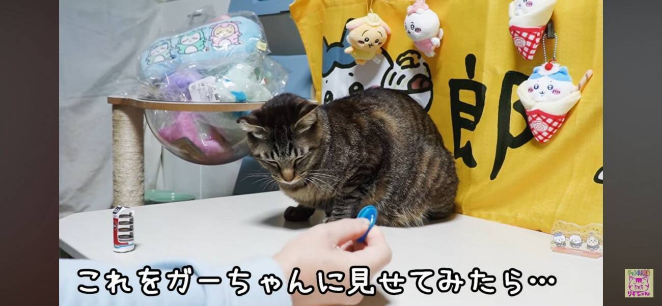 パチンと飛ぶおもちゃが飛んできた！びっくりする猫さんと動じない猫さん