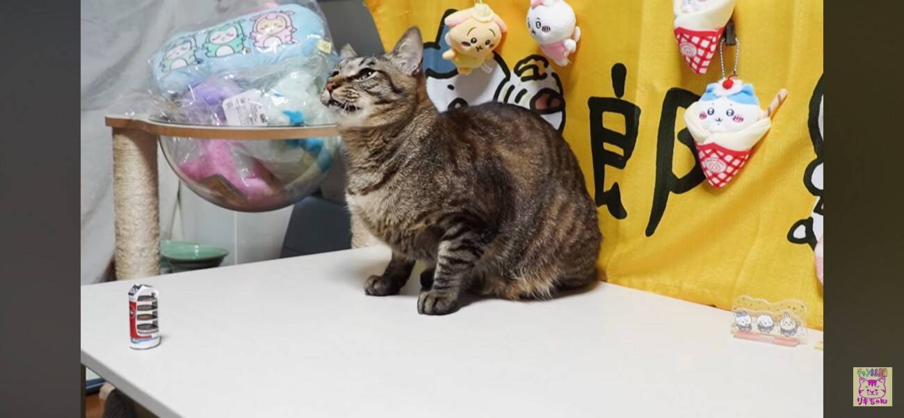パチンと飛ぶおもちゃが飛んできた！びっくりする猫さんと動じない猫さん