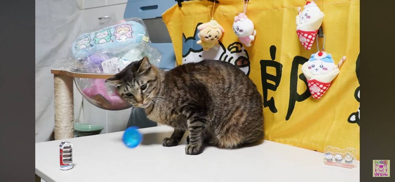 パチンと飛ぶおもちゃが飛んできた！びっくりする猫さんと動じない猫さん