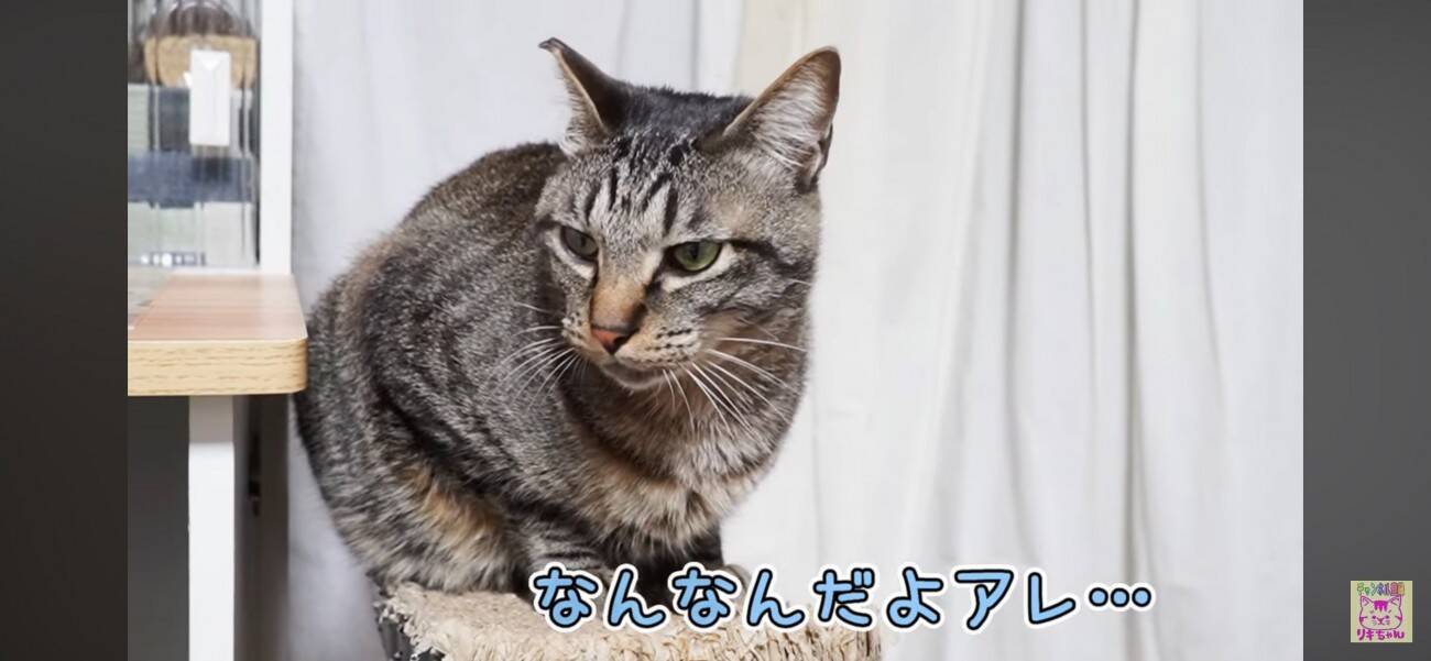 パチンと飛ぶおもちゃが飛んできた！びっくりする猫さんと動じない猫さん