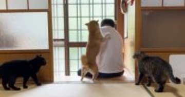 大好きなパパが2日ぶりに帰宅したら、柴犬と猫が…感動的な『再会の瞬間』が347万再生「なんて素敵な家族」「涙が止まらなくなった」