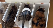 並んでご飯を食べていた猫たち→1匹が『すごい体勢』で…まさかの光景に７万いいね「癖強い子がいるぅｗ」「見た瞬間吹いたｗ」と爆笑する人が続出