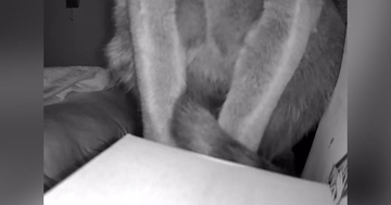 見守りカメラの角度を『上』に向けていったら、猫が…「おもろすぎるｗｗ」「声出して笑った」まさかの光景が107万再生「ホラーやんｗ」