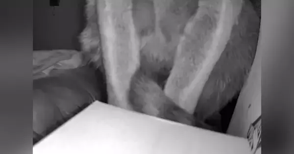 見守りカメラの角度を『上』に向けていったら、猫が…「おもろすぎるｗｗ」「声出して笑った」まさかの光景が107万再生「ホラーやんｗ」