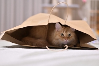 猫が好きな『紙袋・ビニール袋』に潜む3つの危険　命に関わる可能性も？安全対策の方法まで