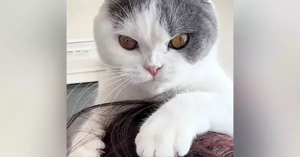 猫が髪の毛で遊んでいると思ったら…次の瞬間→予想外の『尊すぎる光景』に「ママ猫にじゃれる子猫みたい」「居心地よかったんだ」と14万再生