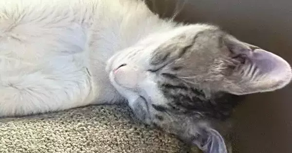 『本当に猫？』クッションの上でリラックスしていた猫を見たら…目を疑う光景に1万1000いいね「見た瞬間ビックリしたｗ」「面白すぎるｗ」