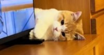テレビと家具のすきまで遊んでいた猫→『飼い主さんと目が合った』次の瞬間…可愛すぎる反応が51万再生「ニョキっｗ」「破壊力がすごい」
